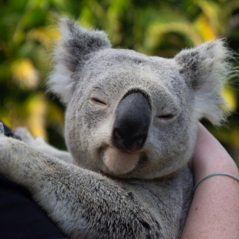 Anno all'estero in Australia: Koala