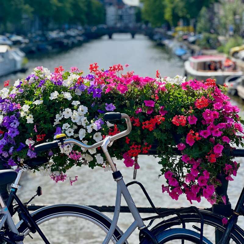 Anno all'estero in Olanda: Tulipani